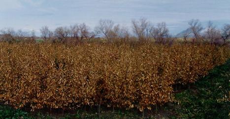 Turunçgil bahçesinde don zararı